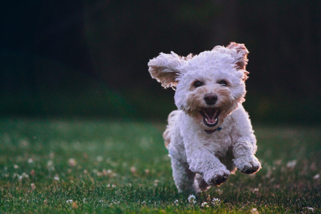 happy dog - dog walking jobs for 14 year olds